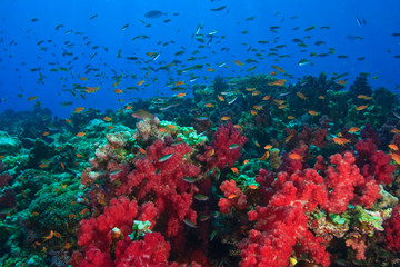 Fototapeta na wymiar tropical fish on Rainbow Reef near Taveuni Island, Fiji, South Pacific