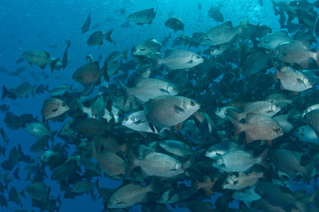 Fototapeta na wymiar Schooling Highfin Rudderfish (Kyphosus cinerascens ), Palau, Micronesia, Rock Islands, World Heritage Site, Western Pacific