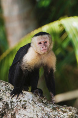 White-faced Capuchin, Cebus capucinus, adult on palm tree, Manuel Antonio National Park, Central Pacific Coast, Costa Rica, Central America, December