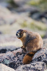 Yellow-bellied Marmot,Marmota flaviventris,adult on rock boulder,Rocky Mountain National Park, Colorado, USA, June