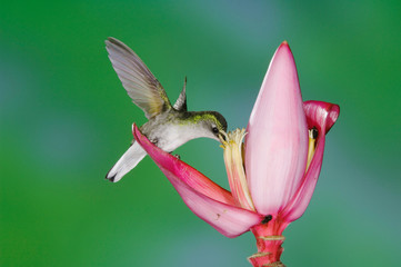 Black-bellied Hummingbird, Eupherusa nigriventris, female feeding on Ornamental Banana plant...
