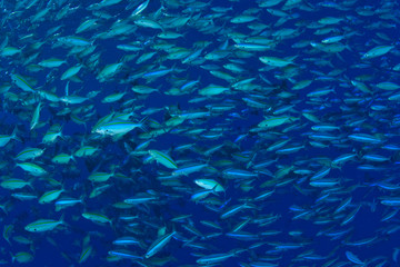 Large school of Bluestreak Fusiliers feeding (Pterocaesio tile), Palau, Micronesia, Rock Islands, World Heritage Site, Western Pacific