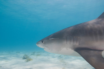 Naklejka premium Tiger Sharks (Galeocerdo cuvier) Northern Bahamas 