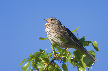 Corn Bunting, Miliaria calandra, adult singing, National Park Lake Neusiedl, Burgenland, Austria, April