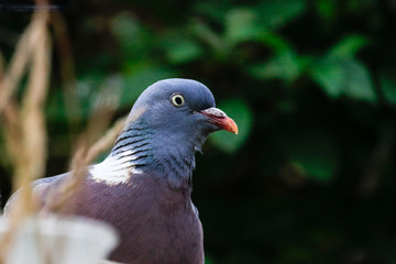 Common Wood Pigeon in England