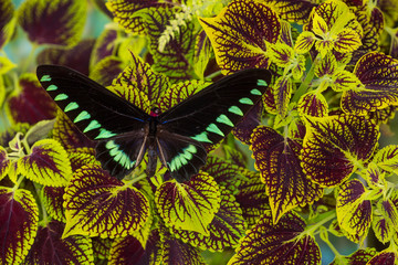 The Palawan Birdwing or Triangle Birdwing Butterfly, Trogonoptera trojana