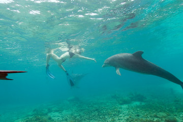 Obraz na płótnie Canvas Bottlenose Dolphins (Tursiops truncatus) Caribbean Sea near Roatan, Honduras 