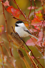 Fototapeta premium Black-capped Chickadee, Poecile atricapilla, adult eating flower seeds, Grand Teton NP,Wyoming, September