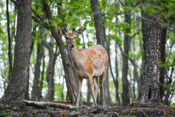 Beautiful red deer or red deer in a summer forest