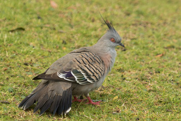 Crested Pigeon in Australia
