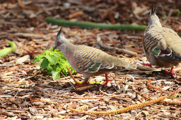 Crested Pigeon in Australia