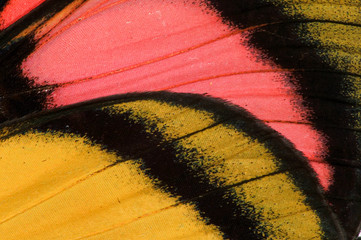 Close-up detail wing pattern of tropical butterfly