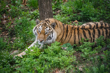 Beautiful and adult Amur tiger in the taiga in summer