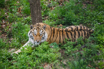 Naklejka na ściany i meble Beautiful and adult Amur tiger in the taiga in summer