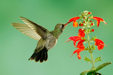Broad-billed Hummingbird, Cynanthus latirostris, young male in flight feeding on sage, Madera Canyon, Arizona, USA, May