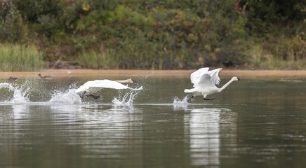 Trumpeter Swan Pair Flying in Alaska