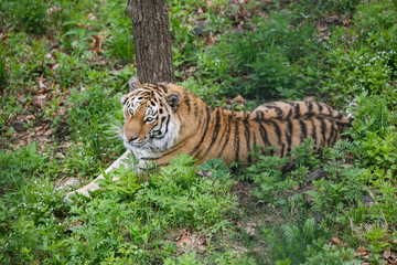 Beautiful and adult Amur tiger in the taiga in summer