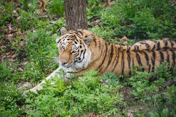 Beautiful and adult Amur tiger in the taiga in summer