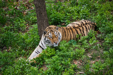 Naklejka na ściany i meble Beautiful and adult Amur tiger in the taiga in summer