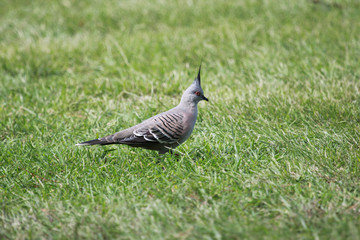 Crested Pigeon in Australia