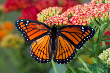 Viceroy Butterfly a mimic of the Monarch butterfly, Limenitis archippus