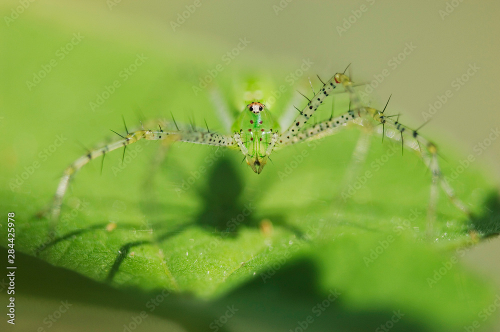 Wall mural Green Lynx Spider, Peucetia viridans, adult,Willacy County, Rio Grande Valley, Texas, USA, June