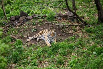 Beautiful and adult Amur tiger in the taiga in summer