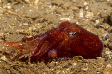 Stubby squid (Rossia pacifica) feeding on shrimp