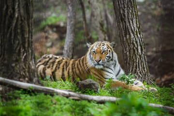 Fototapeta na wymiar Beautiful and adult Amur tiger in the taiga in summer