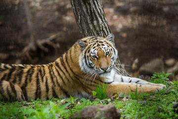 Fototapeta na wymiar Beautiful and adult Amur tiger in the taiga in summer