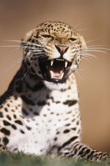 Fototapeta na wymiar East Africa, African Leopard (Panthera pardus)