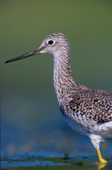 Greater Yellowlegs, Tringa melanoleuca, adult, Willacy County, Rio Grande Valley, Texas, USA, May