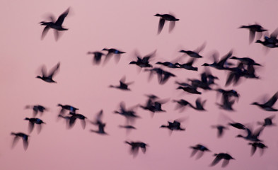 Large Flock of Ducks at Dusk