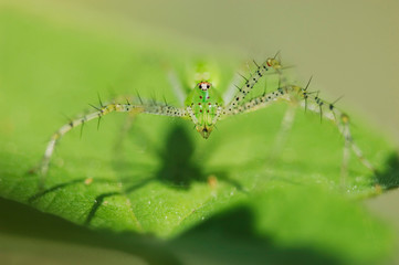 Green Lynx Spider, Peucetia viridans, adult,Willacy County, Rio Grande Valley, Texas, USA, June
