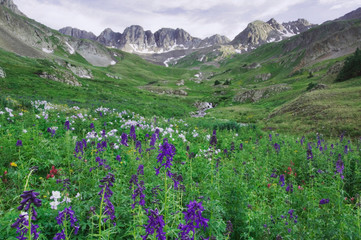 Mountains and wildflowers in alpine meadow, Tall Larkspur,Delphinium barbeyi,Blue Columbine,Colorado Columbine,Aquilegia coerulea, Ouray, San Juan Mountains, Rocky Mountains, Colorado, USA, July