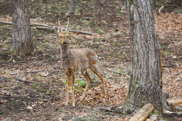 Beautiful sika deer in the summer forest