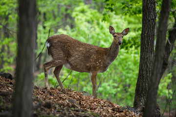 Beautiful sika deer in the summer forest
