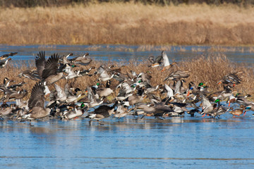 Large Flock of Various Waterfowl Species Taking Flight