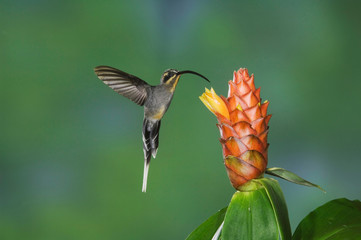 Green Hermit, Phaethornis guy, female in flight feeding on Spiral Ginger (Costus Pulverulentus), Central Valley, Costa Rica, Central America, December