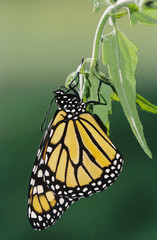 Monarch, Danaus plexippus, adult newly emerged from pupa, Willacy County, Rio Grande Valley, Texas, USA, April