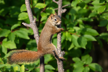 Naklejka na ściany i meble A Tree Squirrel Climbing a Branch