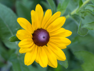 Black-eyed Susan Portrait