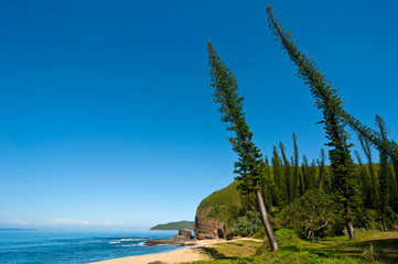 Wind-shaped Pine trees in the bay des Tortues on the west coast of Grand Terre, New Caledonia, South Pacific