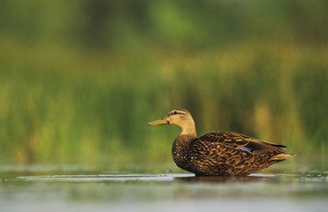 Mottled Duck, Anas fulvigula, male, Lake Corpus Christi, Texas, USA, April