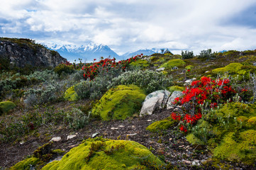 Colorful moss on an island in the Beagle Channel, Ushuaia, Tierra del Fuego, Argentina, South America