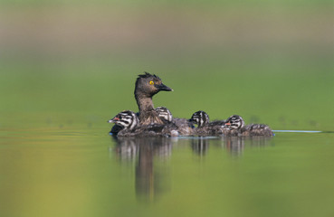 Least Grebe, Tachybaptus dominicus, adult with young on back, Willacy County, Rio Grande Valley, Texas, USA, May