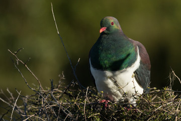 New Zealand Endemic Pigeon