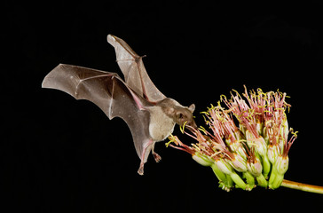 Lesser Long-nosed Bat, Leptonycteris curasoae, adult in flight at night feeding on Agave blossom...