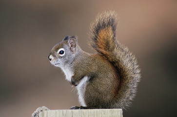 Naklejka na ściany i meble Red Squirrel, Pine Squirrel, Tamiasciurus hudsonicus, adult, Homer, Alaska, USA, March