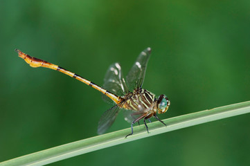 Narrow-striped Forceptail, Aphylla protracta, adult on Cattail, Willacy County, Rio Grande Valley, Texas, USA, June